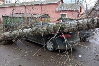 В Тульской области два автомобиля пострадали от падения деревьев