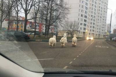 Редкие животные прогулялись по улицам Серпухова