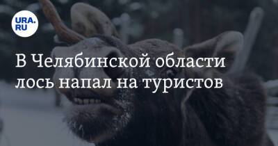 В Челябинской области лось напал на туристов. Видео