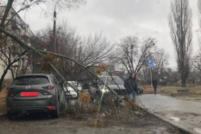 Мощный ураган повредил авто и повалил деревья в Харькове