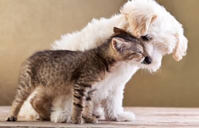 Кошки воспитали собаку и научили ее мурлыкать. Только послушайте – это невероятно! (ВИДЕО)