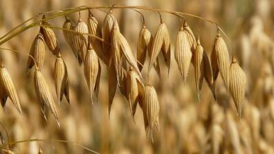 Башкирия увеличивает экспорт кормовых добавок