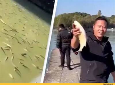 Тысячи пьяных рыб, напившись вина, всплыли на поверхность озера в восточном Китае