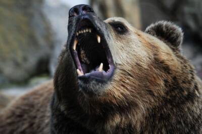 Медведь напал на женщину в окрестностях приморского города Артема