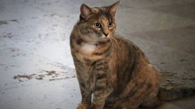 Эрмитажная кошка Серафима теперь охраняет Петропавловскую крепость