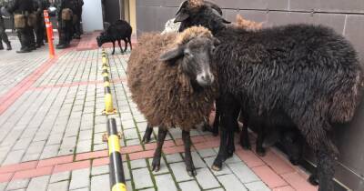 В Киеве устроили перформанс с овцами и сеном: Скот утащила полиция (ФОТО, ВИДЕО)