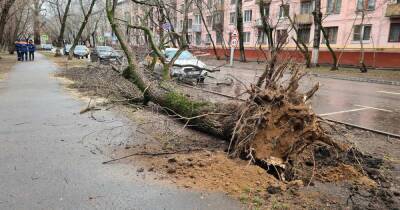 Рекордное тепло и ураган: "Бенедикт" уничтожил десятки машин в Москве