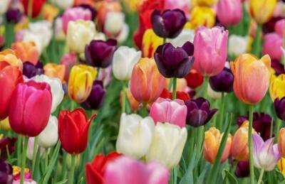 Что стоит посадить рядом с тюльпанами, чтобы защитить цветы от мышей