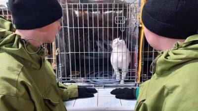 Росгвардейцы вместе со школьниками помогли приюту для животных в Кемерове