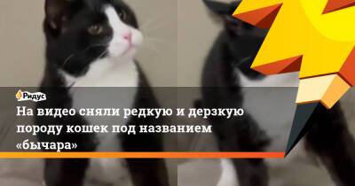 На видео сняли редкую и дерзкую породу кошек под названием «бычара»