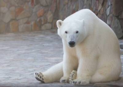 Гордости Ленинградского зоопарка – белой медведице Хаарчаане исполнилось 5 лет