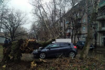 В Туле из-за штормового ветра деревья атаковали машины и дома