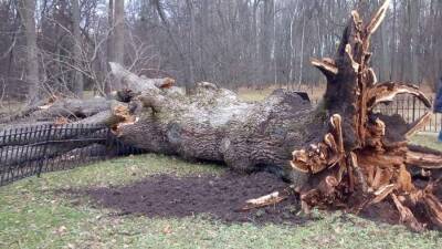 Сильный ветер сломал 198-летний «Тургеневский дуб» в Орловской области