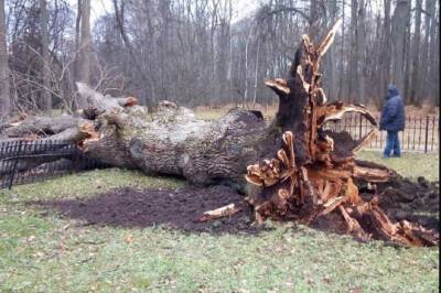 Ураган в Орловской области погубил знаменитый Тургеневский дуб