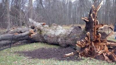 Ветер вырвал посаженный Тургеневым дуб в усадьбе «Спасское-Лутовиново»