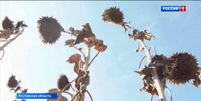 Ростовская область побила рекорд по урожаю масличных культур