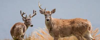 В лесах Айовы обитают сотни заражённых SARS-CoV-2 белохвостых оленей