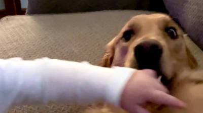 Совместные игры ребенка и собаки умилили пользователей YouTube (Видео)