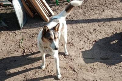 Ветеринары спасли собаку после нападения дикого кабана в Забайкалье