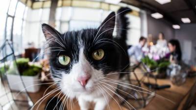 Японская компания приютила в офисе уличных кошек для снижения уровня стресса сотрудников