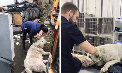 Пока жители Карелии спасают избитую собаку Умку, полиция «не может» найти ее хозяина