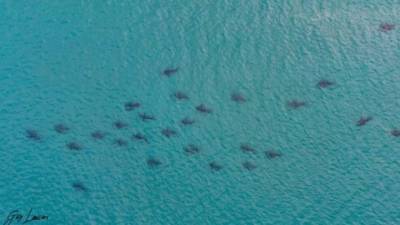 В Израиле начался сезон акул: как увидеть хищников, не заходя в воду