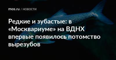 Редкие и зубастые: в «Москвариуме» на ВДНХ впервые появилось потомство вырезубов