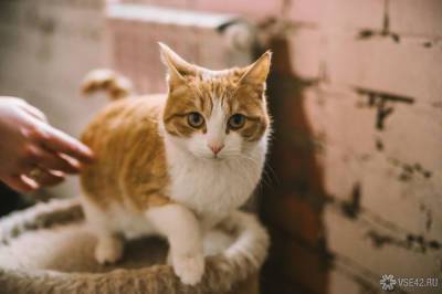Токийская компания приютила бездомных кошек для снижения стресса работников