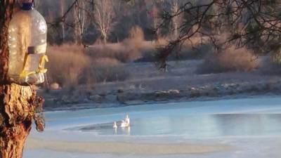 Тюменцы обеспокоены судьбой лебедей на замерзающем озере