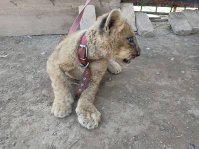 В Ташкентской области на заброшенных дачах обнаружили львов