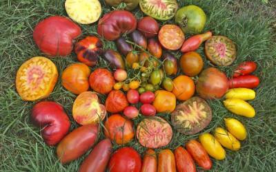 О сцепленных генах у томатов: сладость или гадость