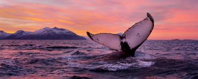 Крупнейшие виды усатых китов съедают втрое больше планктона, чем предполагалось ранее