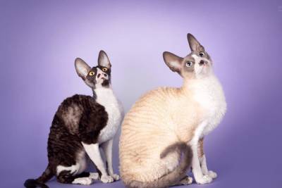 Большая международная выставка кошек и котят всех пород в Хайфе