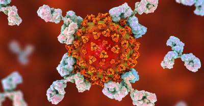 Ученые нашли антитело, способное противостоять разным коронавирусам