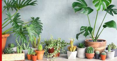 Увлажнят и очистят воздух: 5 лучших комнатных растений