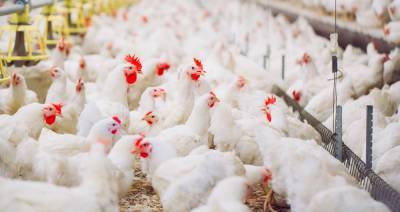 В Дании на фермах зафиксировали вспышки высокопатогенного птичьего гриппа H5N1