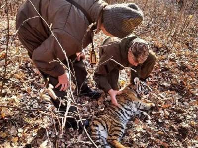 Малыш амурского тигра попал в браконьерский капкан для барсуков