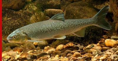В "Москвариуме" у редких рыб вырезубов впервые появилось потомство