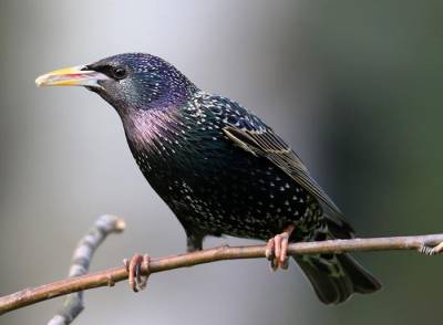 Учёные провели анализ пения птиц за 25 лет: они поют монотоннее и тише