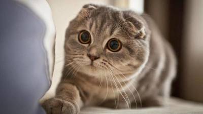 Самые милые коты в мире: породы, описание, характеристика, фото