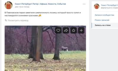 «Наслаждался осенью»: в Павловском парке нашли гуляющего лося