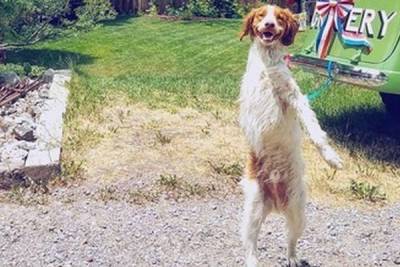 В США лишившаяся лапы собака стала героем соцсетей