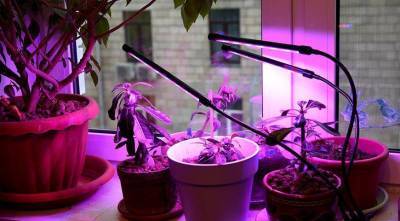 Каким комнатным растениям жизненно необходима досветка зимой?