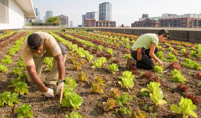 Сады, огороды и пруды на крышах городов: сити-фермерство завоевывает мир