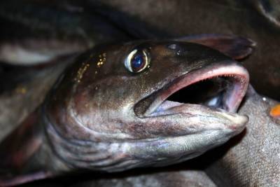 Эксперты нашли свинец в рыбе из Финского залива, образцы из Ладоги — идеальны