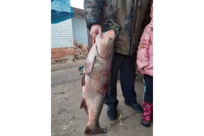 Рязанский рыбак поймал 20-килограммового толстолобика