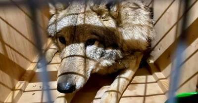 Трех волков под видом собак пытались вывезти из "Борисполя" в Непал: контрабандиста выдал вой