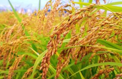 На Херсонщине — хороший урожай риса