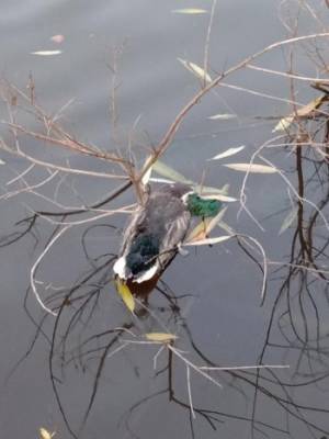 Утки продолжат умирать в вологодских водоемах: названы причины гибели птиц на «Пакле»
