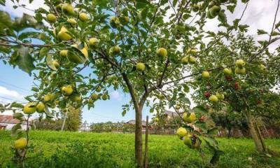 Посадка яблони осенью: секреты хорошей приживаемости саженцев